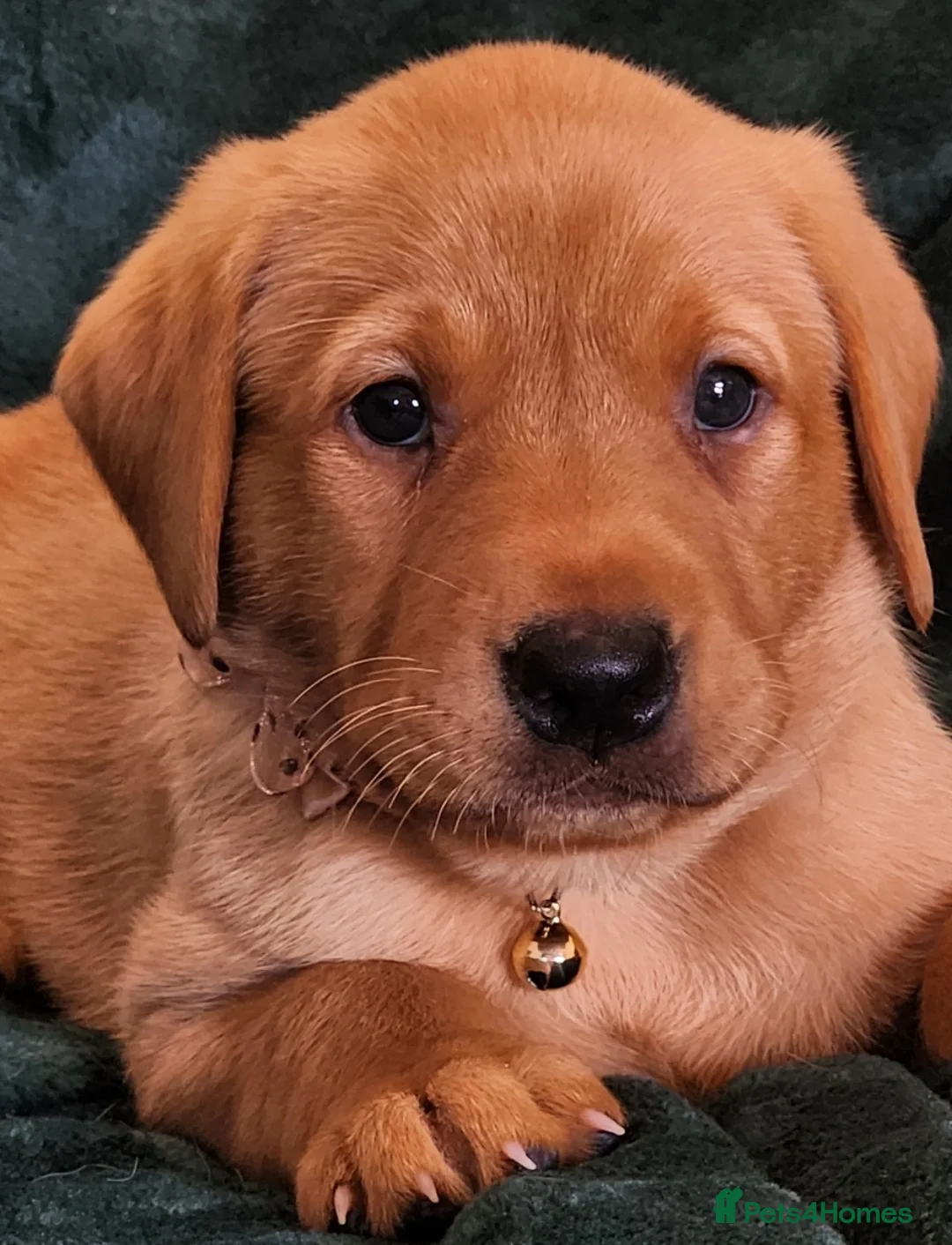 Labrador Retriever dogs for sale: ⭐⭐7 Beautiful Fox Red Labrador Pups Ready Soon!⭐⭐️ - Advert 2