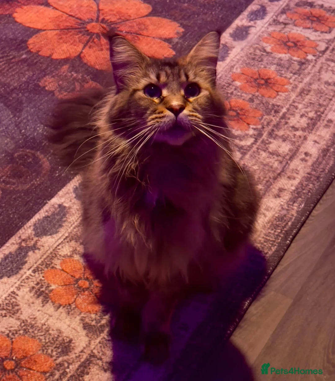 Maine Coon cats for sale: TICA Brown Tabby Maine Coon (Retired) - Advert 3