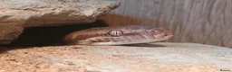 Python Snake reptiles for sale: 1.1 CB22 Unrelated Stimson's Python Pair  in Tamworth - Advert 6