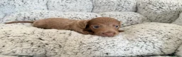 Miniature Dachshund dogs for sale: KC short haired and long haired puppies  - Advert 32