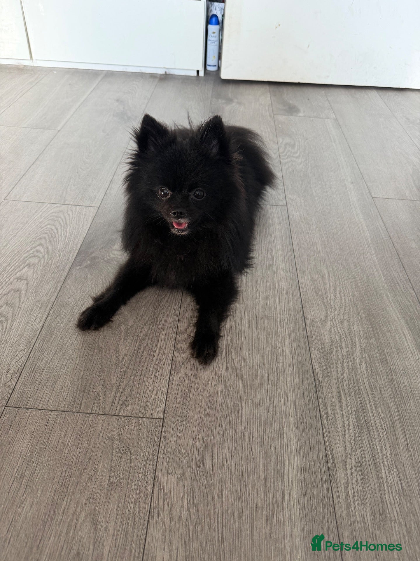 Pomeranian dogs 1 Year Old Black Pomeranian Boy For Sale - Advert 5