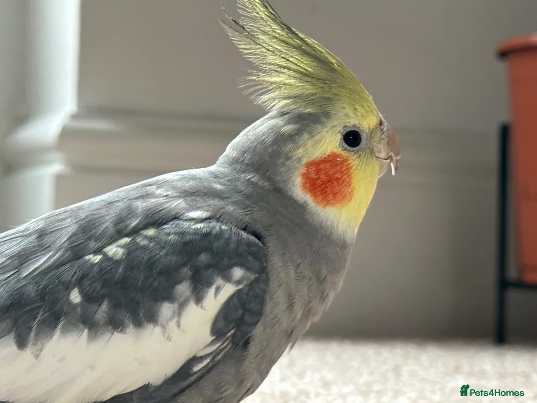 Cockatiels birds for sale: Cockatiel -A loving home wanted  in Nottingham - Advert 1