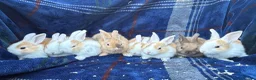 Mini Lop rabbits for sale: Mixed litter of lop x Dutch bunnies for sale - Advert 2