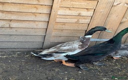 Ducks poultry for sale: 2 Indian Runner Drakes looking for a new home - Image 3