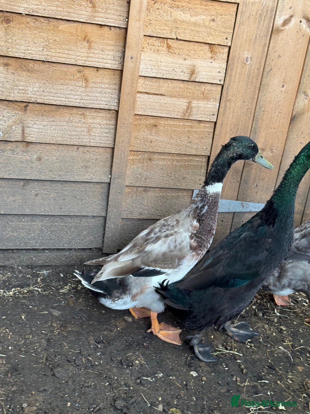Ducks poultry for sale: 2 Indian Runner Drakes looking for a new home - Image 3