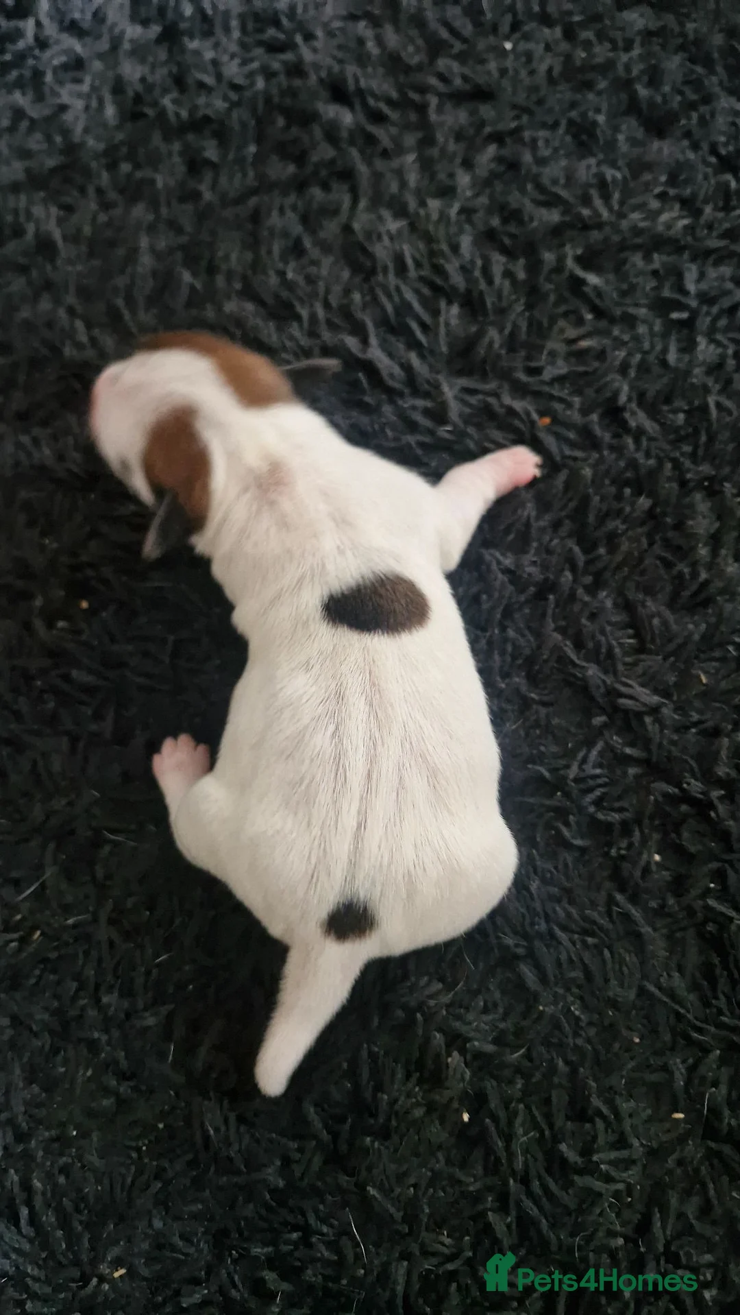 Jack Russell dogs for sale: Jack Russell puppies  - Advert 6