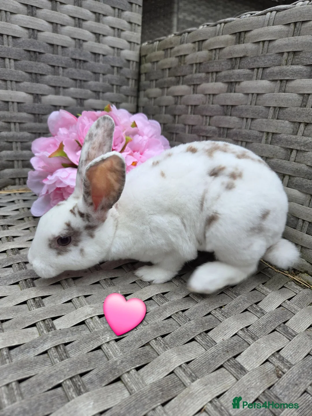 Rex rabbits for sale: 🐰Beautiful mini rex babies ready now 🐰 - Advert 14