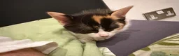 Mixed Breed cats for sale: Beautiful kittens!!  - Advert 3