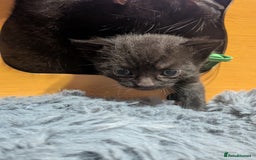 Maine Coon cats for sale: Last 2 beautiful Maine coon x males  - Image 9
