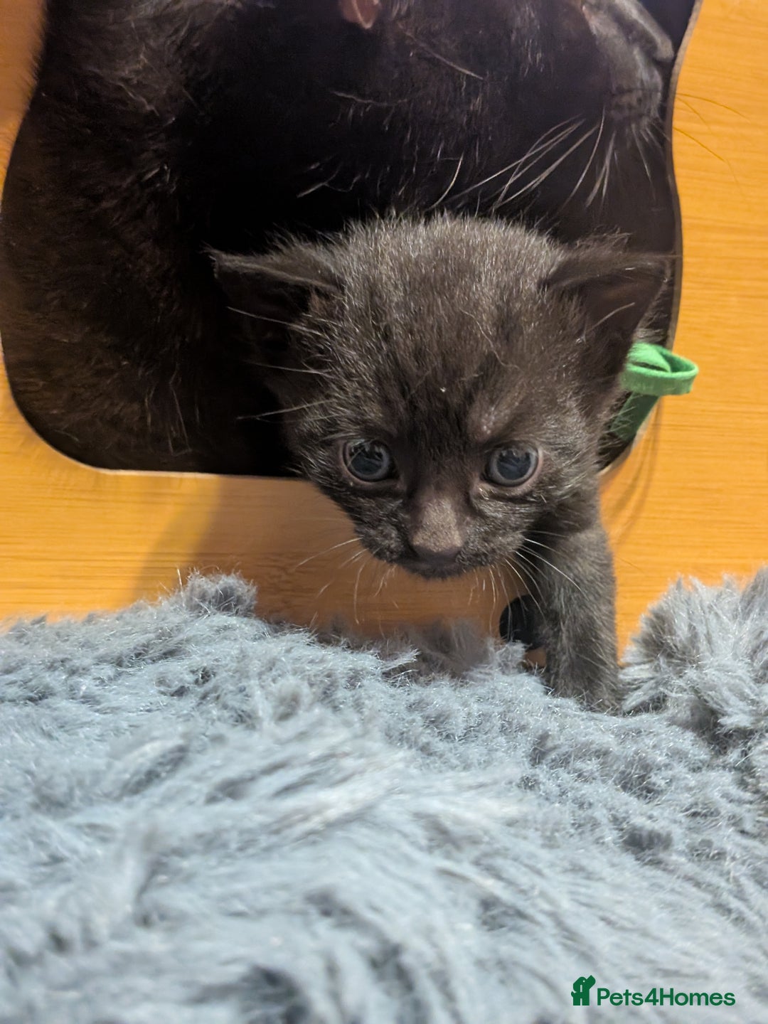 Maine Coon cats for sale: Last 2 beautiful Maine coon x males  - Image 9