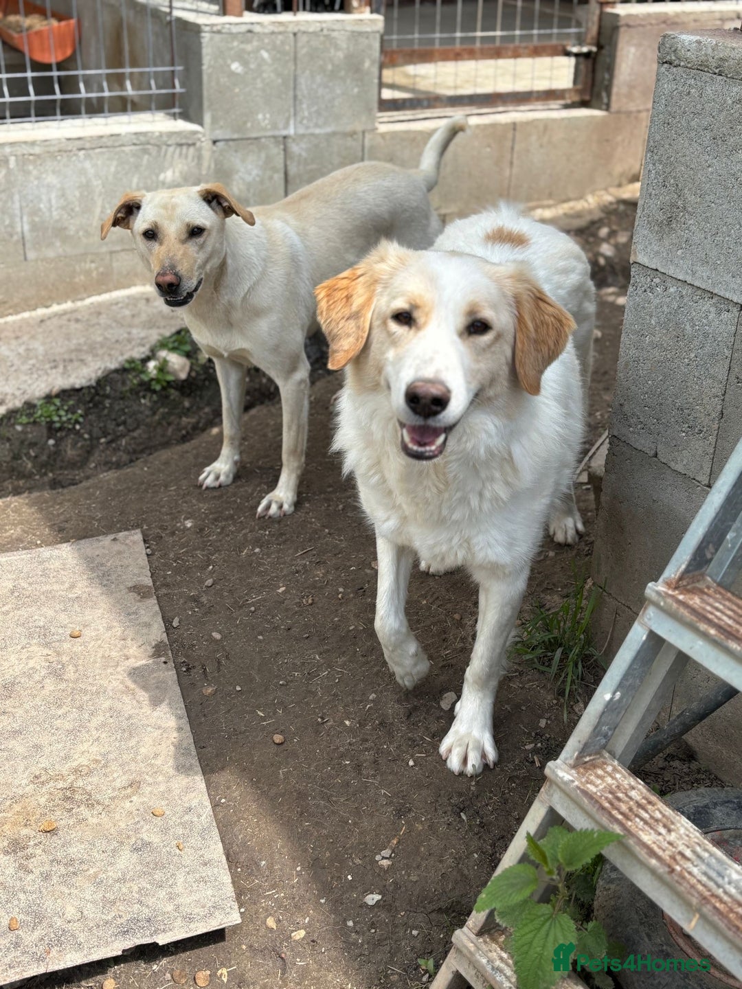 Mixed Breed dogs for adoption: Levi is searching for a family - Image 8