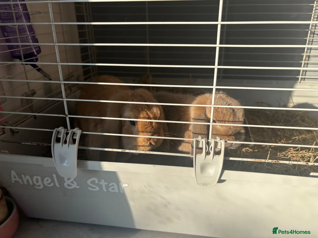 Mini Lop rabbits for sale: Pair of Mini Lops  in Exeter - Advert 10