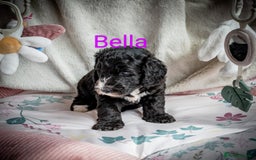 Sheepadoodle dogs for sale: Sheepadoodle Puppy 6 - *READY SOON* F1 health tested sheepadoodles  - Image 23