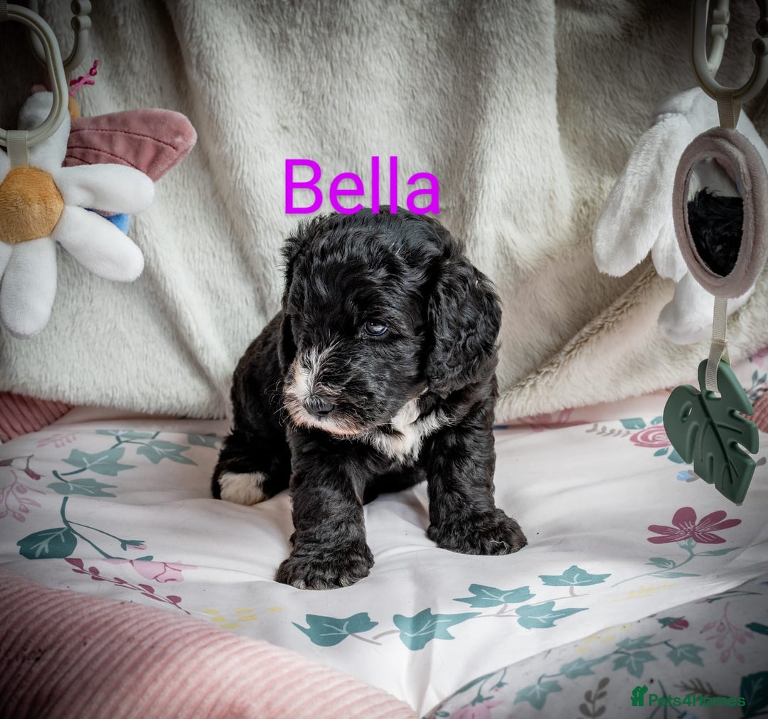 Sheepadoodle dogs for sale: Sheepadoodle Puppy 6 - *READY SOON* F1 health tested sheepadoodles  - Image 23