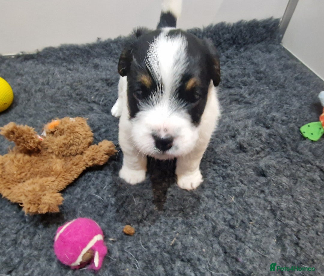 Jack Russell dogs for sale: KC Reg Jack Russell Pups,Parents DNA health tested - Image 26