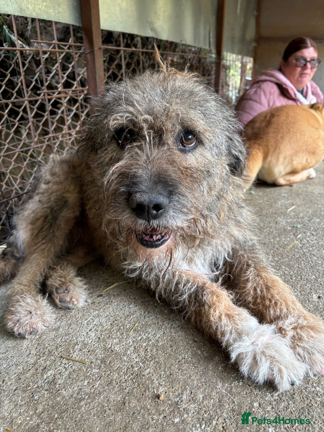 Mixed Breed dogs for adoption: 10 year old Fionn needs a retirement home  - Advert 7
