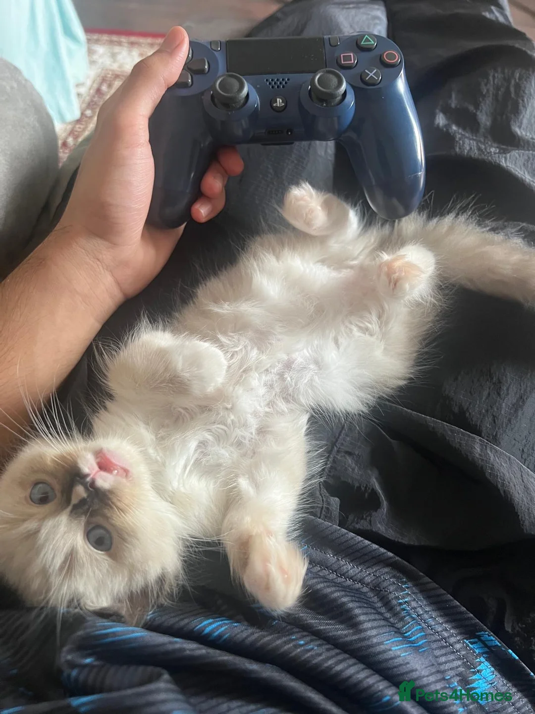 Ragdoll cats for sale: playful male ragdoll kitten - Advert 4