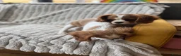 Cavalier King Charles Spaniel dogs for sale: 2 Blenheim cavalier King Charles spaniel boys  - Advert 10