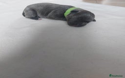 Staffordshire Bull Terrier dogs for sale: Blue Staffordshire Bull Terrier 🐶 Puppies 🐶 - Image 10