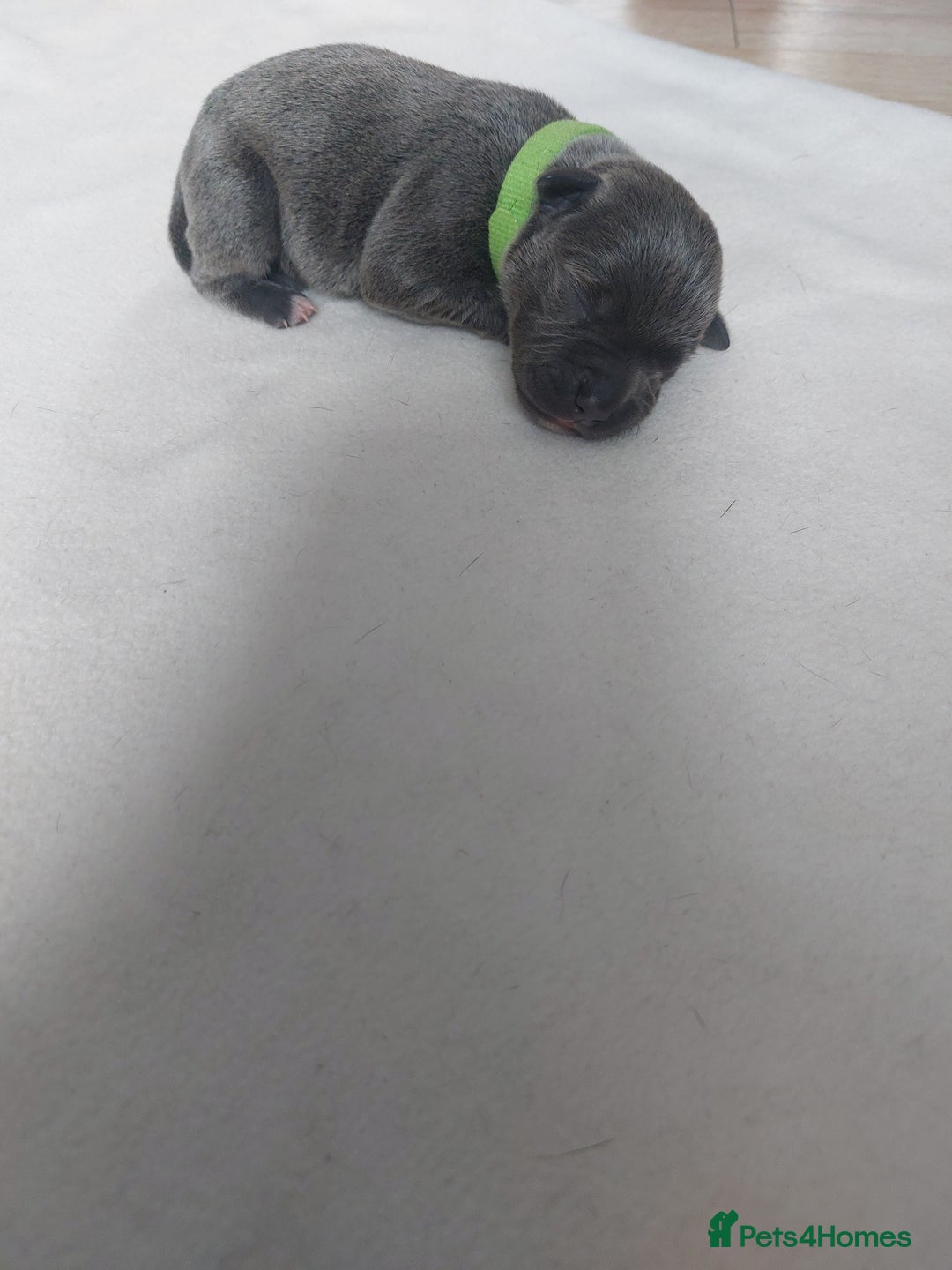 Staffordshire Bull Terrier dogs for sale: Blue Staffordshire Bull Terrier 🐶 Puppies 🐶 - Image 10