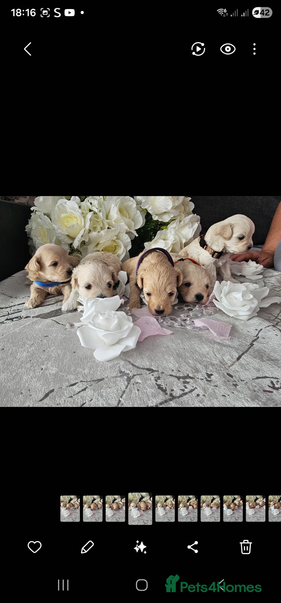 Maltipoo dogs Maltippo puppies  - Advert 3