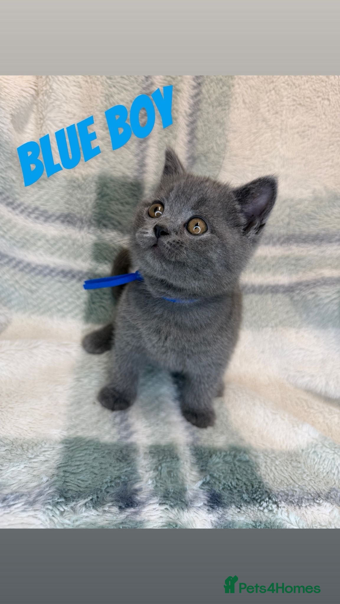British Shorthair cats Beautiful British shorthairs READ DESCRIPTION - Advert 10