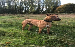 Lurcher dogs for sale: Working Lurcher  - Advert 7