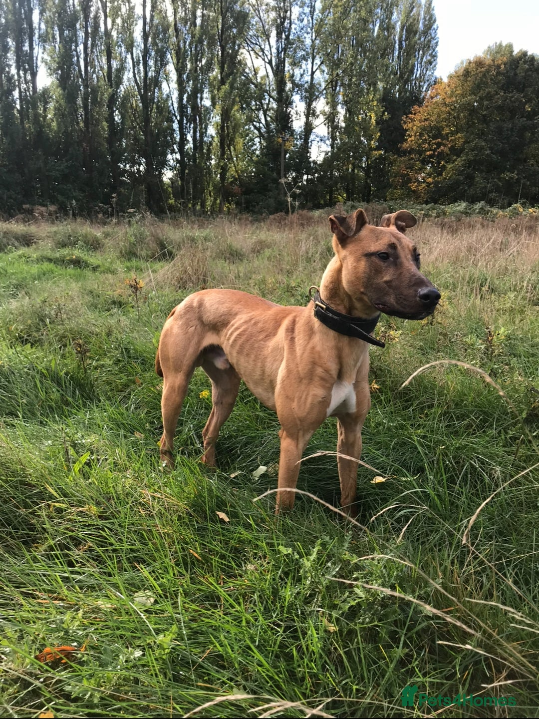 Lurcher dogs for sale: Working Lurcher  - Advert 7