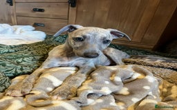 Mixed Breed dogs for sale:  🐶✨ ADORABLE WIGGY PUPPIES – licenced  breeder  - Image 18