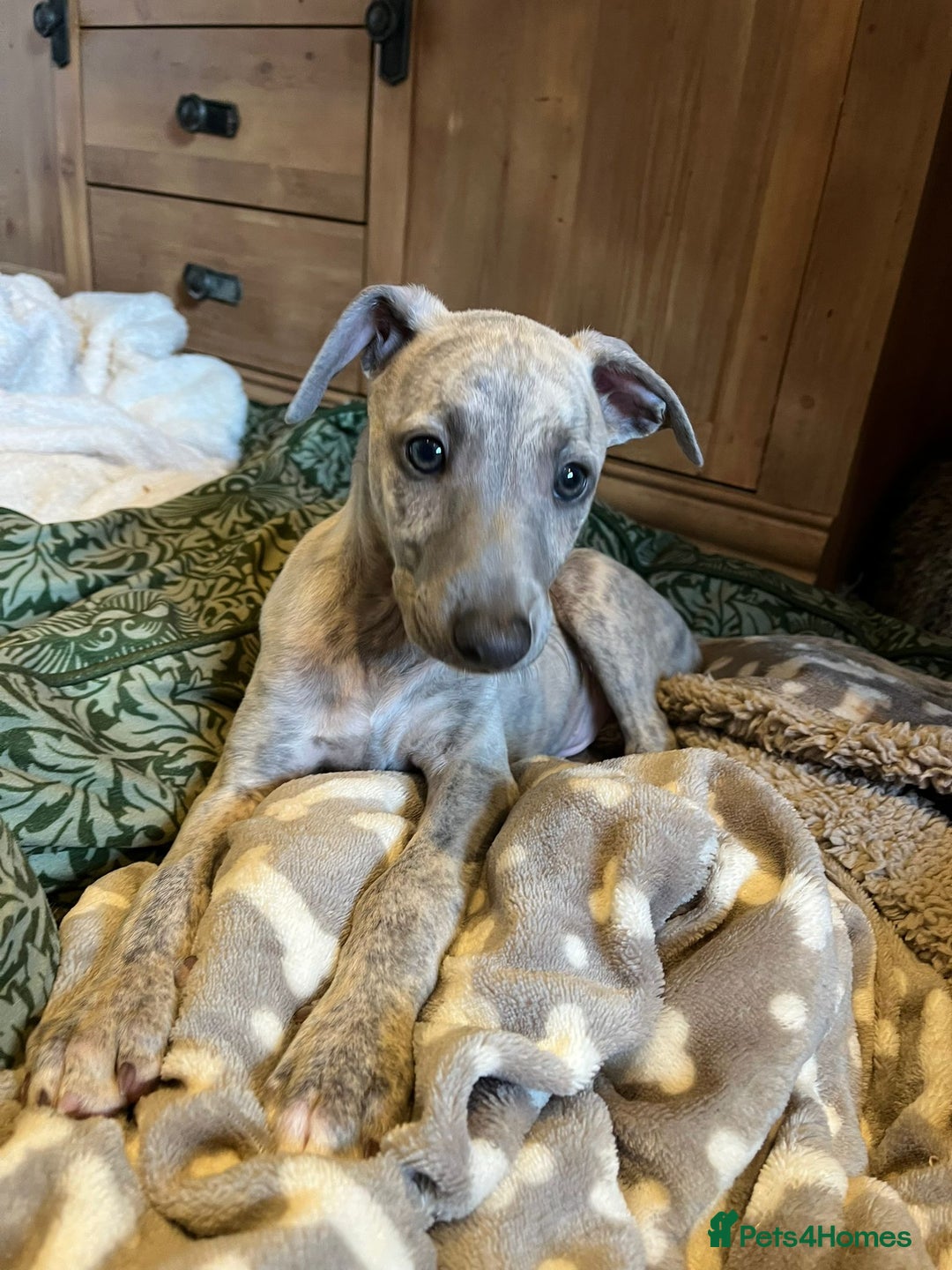 Mixed Breed dogs for sale:  🐶✨ ADORABLE WIGGY PUPPIES – licenced  breeder  - Image 18