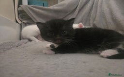 Domestic Shorthair cats for sale: 4 beautiful kittens - Image 4