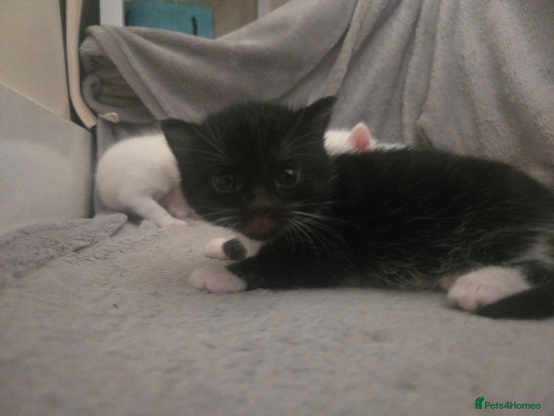 Domestic Shorthair cats for sale: 4 beautiful kittens - Image 4