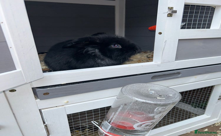 Mini Lion Lop rabbits - Advert 16