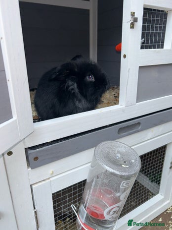 Mini Lion Lop rabbits - Advert 12