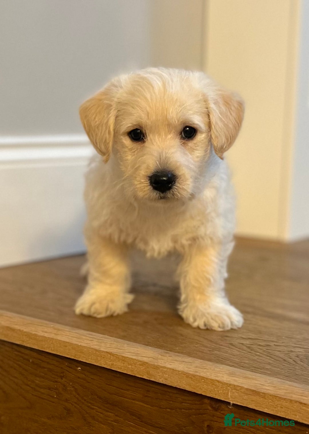 West Highland Terrier dogs for sale: Adorable Westiepoo puppy  - Advert 3