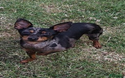 Miniature Pinscher dogs for sale: Miniture Pinscher/Prague Ratter  - Image 20