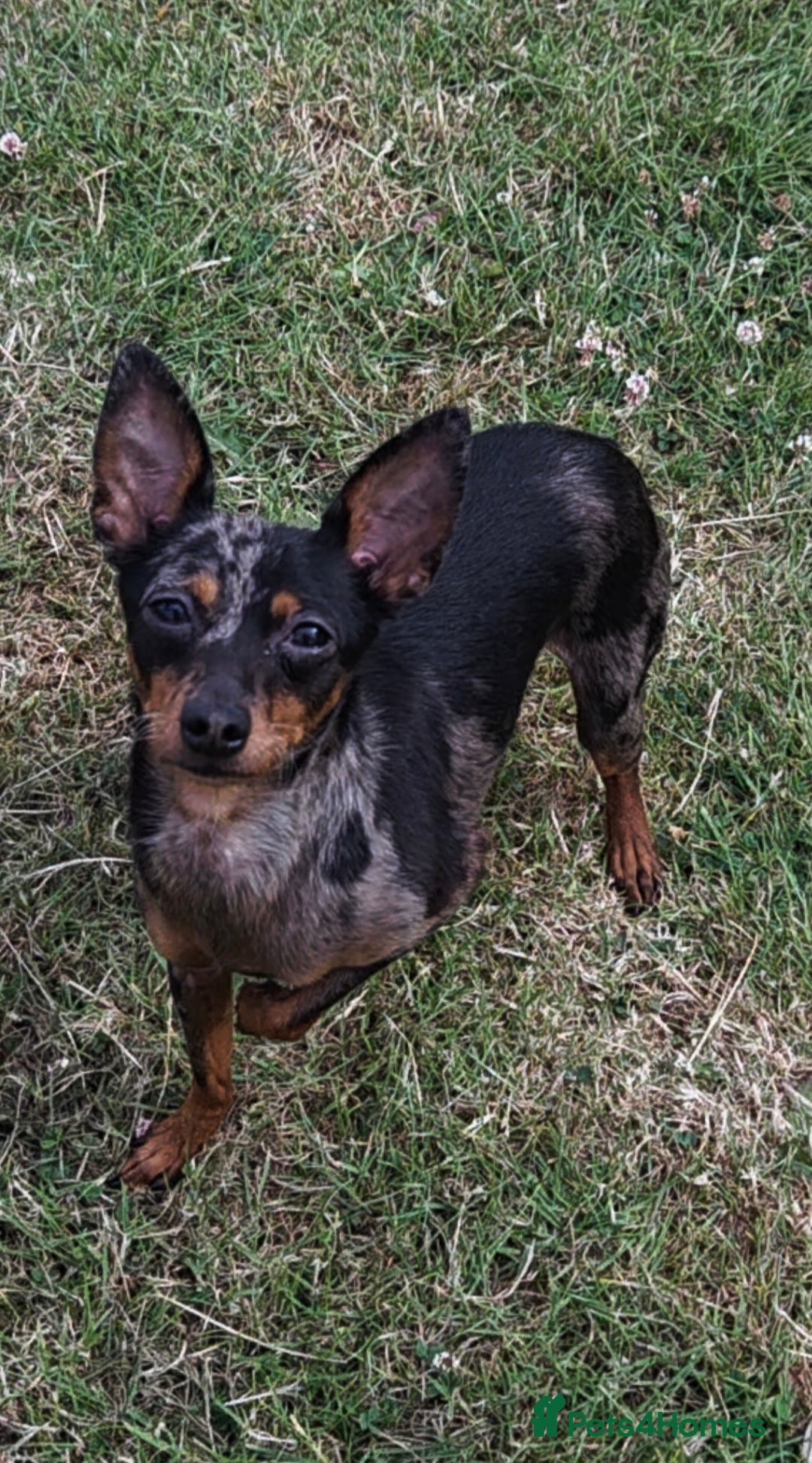 Miniature Pinscher dogs for sale: Miniture Pinscher/Prague Ratter  - Image 20
