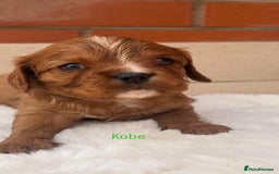 Cavalier King Charles Spaniel dogs for sale: Cavalier King Charles puppies  - Image 8