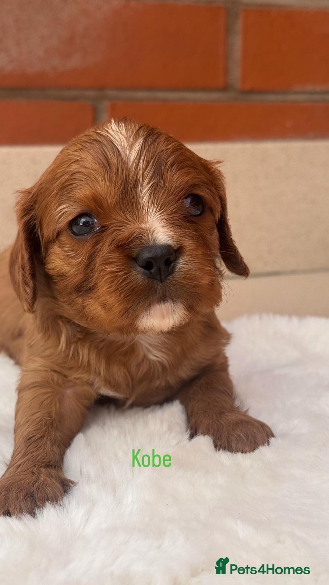 Cavalier King Charles Spaniel dogs for sale: Cavalier King Charles puppies  - Image 8