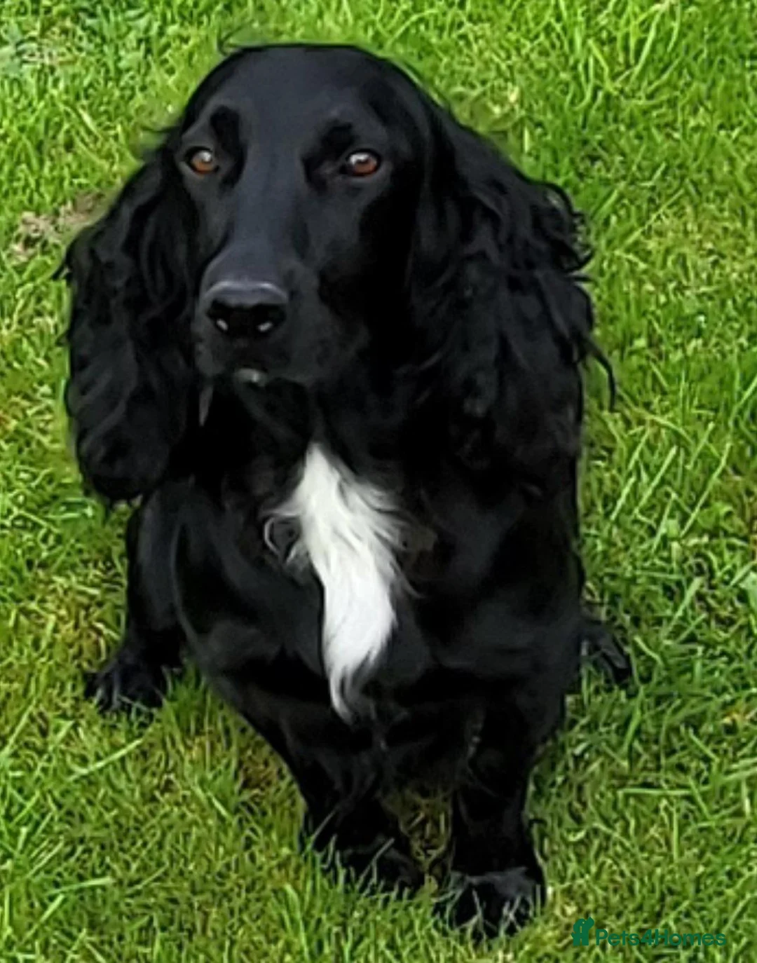 Cocker Spaniel dogs for sale: Cocker Spaniel pups. Working dogs. KC registered  - Advert 2