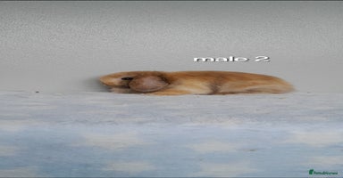 Mini Lop rabbits - Advert 1