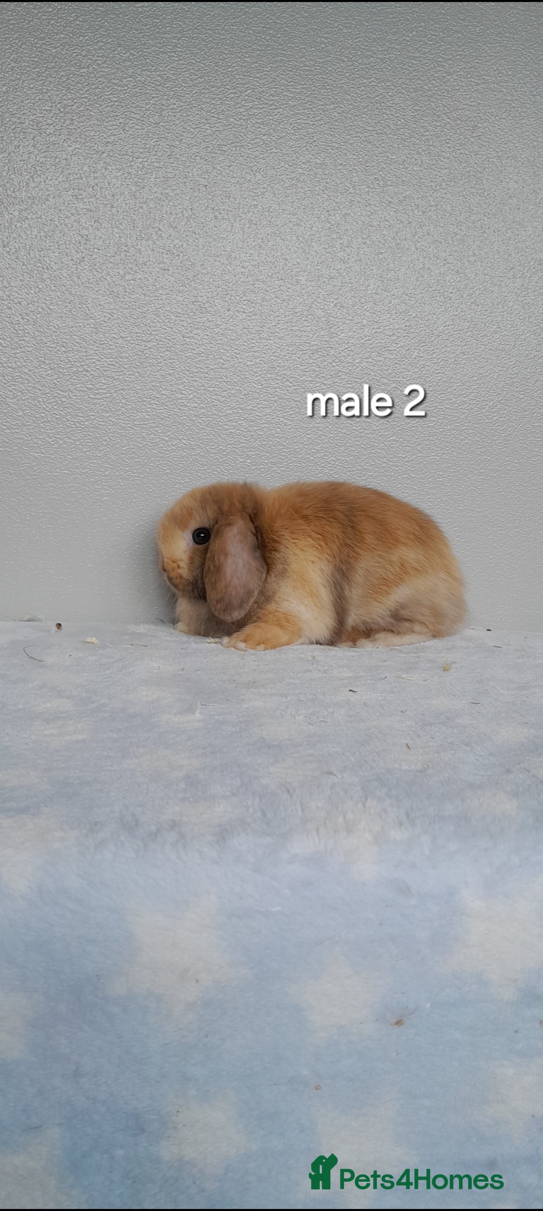 Mini Lop rabbits for sale: Stunning pure breed mini lops - Image 7