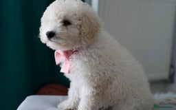 Shihpoo dogs for sale: Shihpoo - Image 4