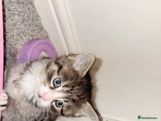 Siberian cats - Advert 11