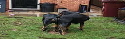 Rottweiler dogs for stud: Rottweiler for stud full pedigree, health tested  in Prescot - Advert 25