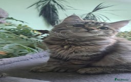 Siberian cats for sale: 6 lovely Siberian kittens  - Image 3
