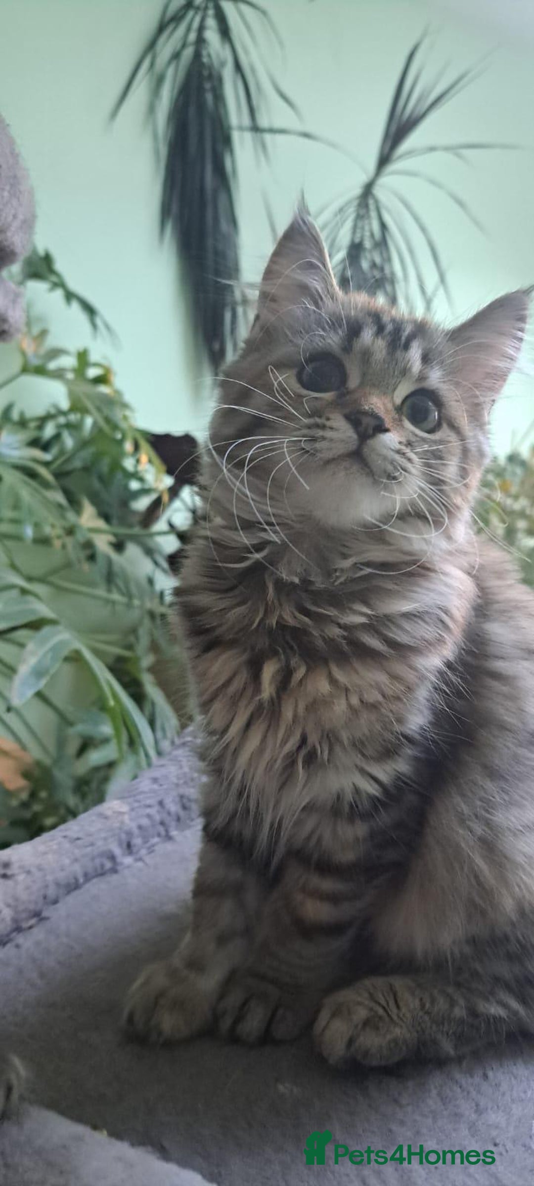 Siberian cats for sale: 6 lovely Siberian kittens  - Image 3