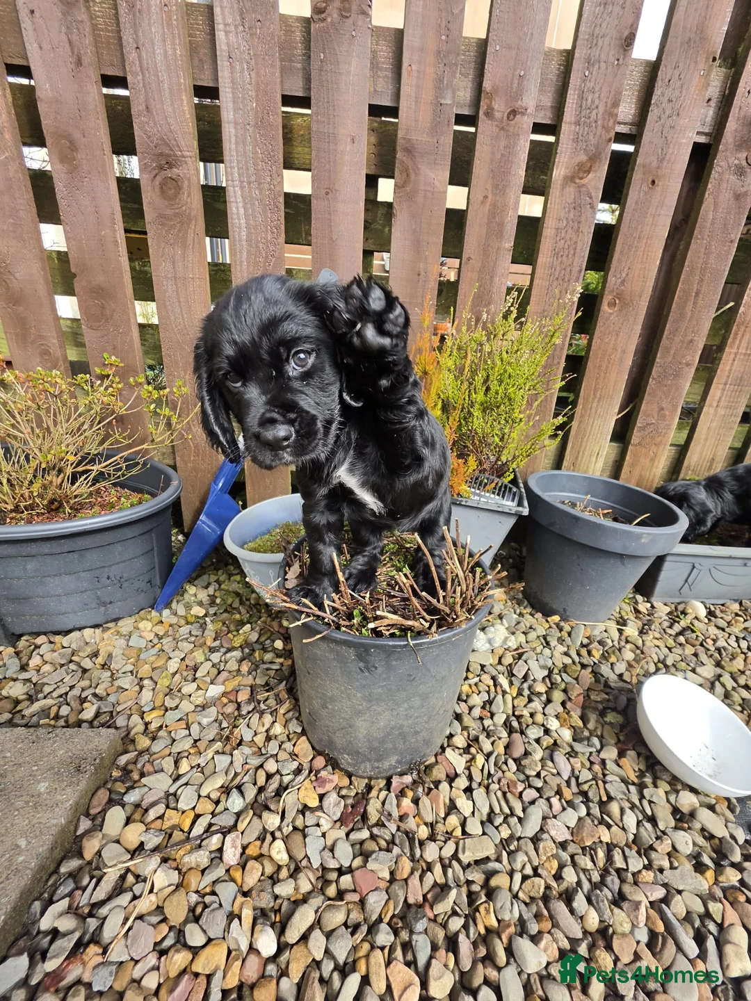 Cocker Spaniel dogs for sale: Cocker spaniel  - Advert 1