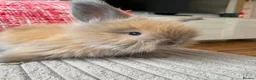 Lionhead rabbits for sale: English Full Face Angora Kits - Advert 6