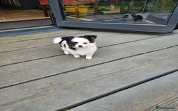 Chihuahua dogs for sale: Chihuahua  Tri-coloured,  - Image 1